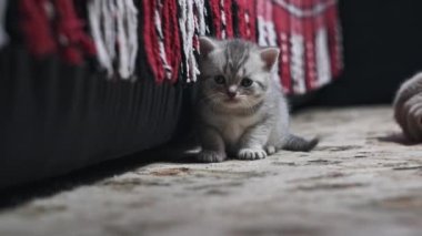 Bir aylık sevimli kedi yavrusu evdeki halıya yakın çekim kamerasına komik bir bakış. Gri tüylü tüylü yavru bir tekir kedi sürünerek yaklaşıyor. Evcil safkan İskoç grev kedisi. Güzel atmosfer