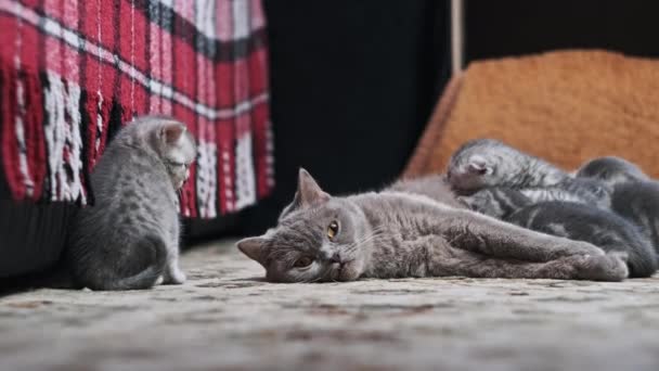 Grappig Een Maand Kittens Spelen Met Hun Zogende Moeder Kat — Stockvideo