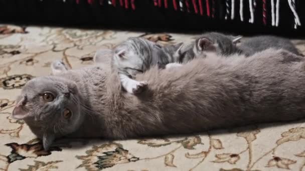 Nursing Cat Feeding Little One Month Old Kittens Rug Home — Stock Video