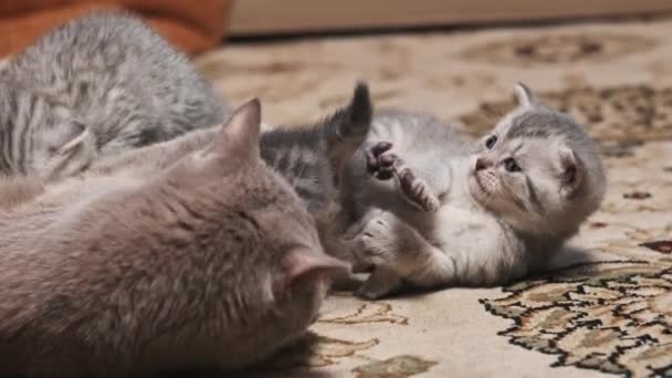 Забавный Месяц Котята Играют Кормящей Кошкой Дома Молодые Милые Тэбби — стоковое видео