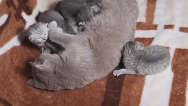 Amamentando Mãe Gato Alimenta Seus Filhotes Recém Nascidos Deitado Cobertor — Vídeo de Stock