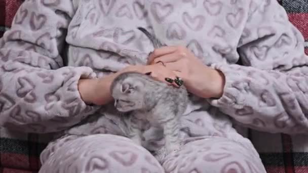 Junge Frau Hält Und Streichelt Kleine Süße Kätzchen Den Händen — Stockvideo