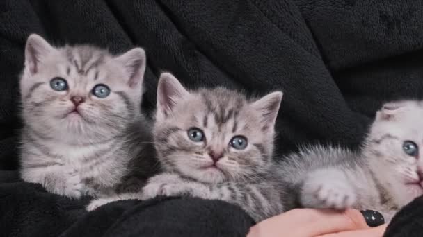 Five Cute Kittens Together Funny Look Same Time Female Hands — Stock Video
