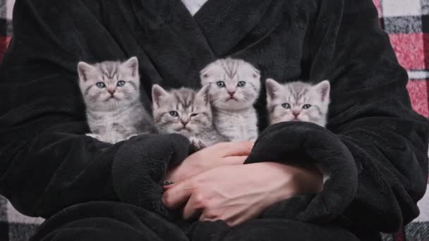 四只可爱的小猫手牵着手坐在一起 看周围有趣的地方 小灰胖胖的小猫喜欢近距离爱抚 在舒适的房间内的女人抱着很多皱巴巴的 尖尖尖尖的小猫咪 — 图库视频影像