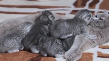 Yeni doğmuş tüylü kedicikler battaniyenin üzerinde sürünüyor ve miyavlıyor, yakın plan. Genç kediler, yeni açılmış gözler, etrafı keşfediyorlar. Aile içi safkan İskoç grevi. Hoş büyüleyici atmosfer