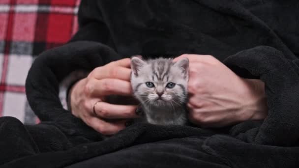 Nettes Schottisches Straight Kitten Frauenhänden Blickt Direkt Die Kamera Aus — Stockvideo