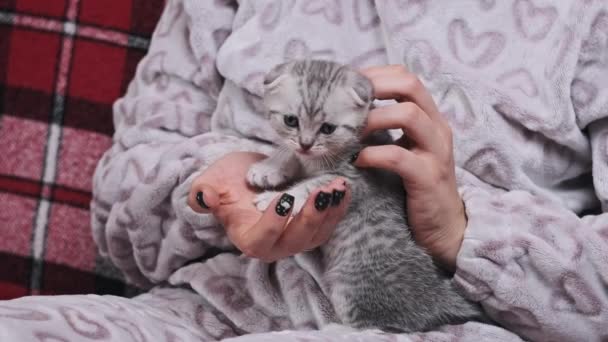 Młoda Kobieta Trzyma Głaszcze Małego Słodkiego Kotka Dłoniach Kanapie Domu — Wideo stockowe