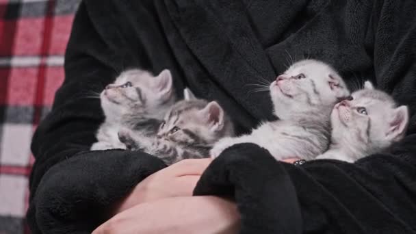 Quatro Gatinhos Bonitos Juntos Olhar Engraçado Mesmo Tempo Mãos Femininas — Vídeo de Stock