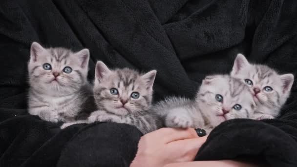 Four Cute Kittens Together Funny Look Same Time Female Hands — Stock Video