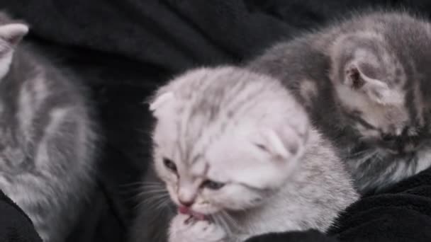 Pek Çok Sevimli Kedi Yavrusu Bir Arada Oturur Kadınların Elinde — Stok video