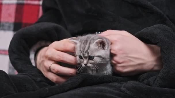 可爱的苏格兰直毛猫近视镜头直视女性手中的相机 滑稽的小猫模样喜欢爱抚 年轻女人在家里的沙发上抱着并抚摸着一只灰色的小胖胖的小猫 — 图库视频影像
