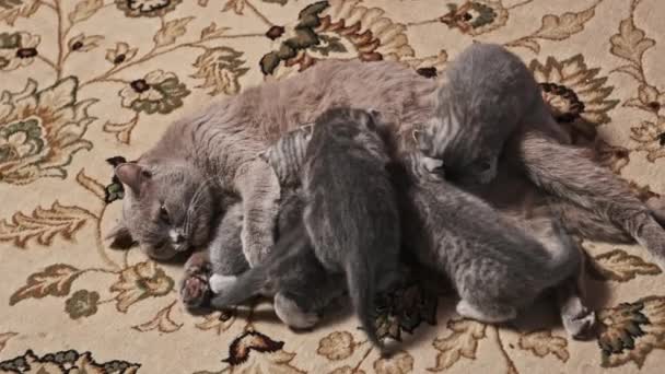 哺乳的猫在家里用地毯喂小的一个月大的小猫 国内纯正的苏格兰罢工 年轻可爱的胖胖的小猫 毛绒绒的 爬得很近 喝着妈妈的奶 可爱的气氛 — 图库视频影像