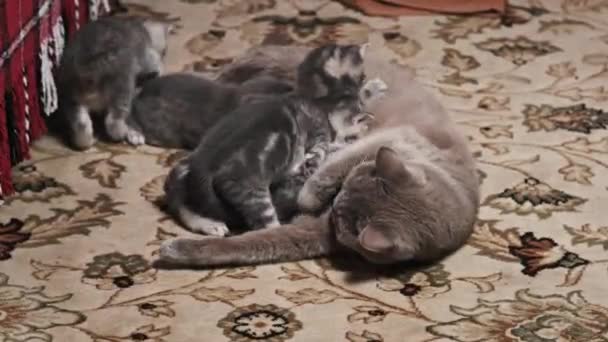 Νοσηλευτική Γάτα Που Ταΐζει Μικρά Γατάκια Ενός Μήνα Στο Χαλί — Αρχείο Βίντεο