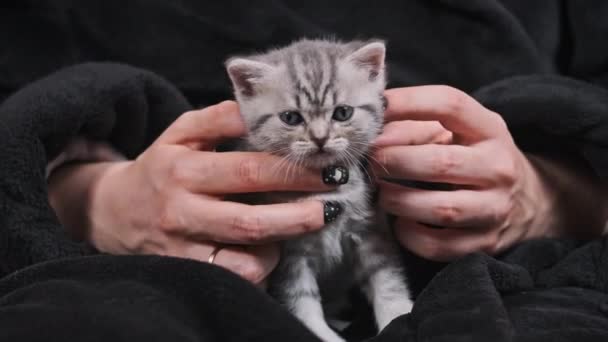Χαριτωμένο Scottish Straight Γατάκι Στα Χέρια Των Γυναικών Cutely Κοιτάζει — Αρχείο Βίντεο