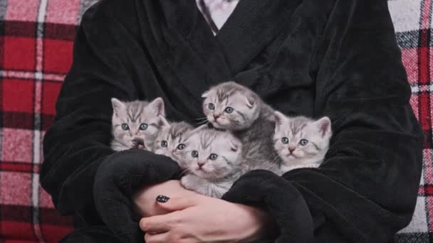 Vier Schattige Kittens Zitten Samen Grappige Draait Hoofden Links Rechts — Stockvideo