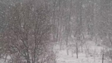 Kış kar yağışı arka planı, Yavaş Hareket. Orman arka planında, açık havada yağan kar taneleri ile kış manzarası. Sakin, karlı kış havası. Ağaçlara kar yağan kış sahnesi. Boşluğu kopyala