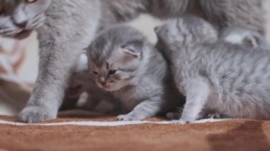Yeni doğmuş kedileriyle battaniyenin üstünde oynayan komik bir anne kedi. Annesinin yanında tüylü tüylü yavru tekir kediler sürünüyor. Aile içi safkan İskoç grevi. Hoş büyüleyici atmosfer