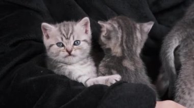 Bir sürü sevimli kedi yavrusu yan yana oturur ve yakın plan kadın ellerinde oynar. Rahat bir sabahlık giymiş bir kadın kanepede bir sürü küçük gri tekir kedi yavrusu İskoç Katlaması ve heteroseksüel cins tutuyor. Hayvanlar için aşk