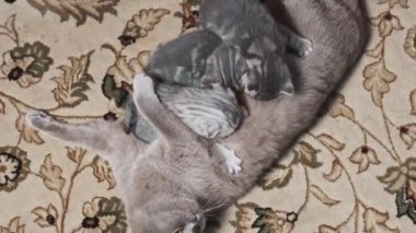 Emziren kedi, bir aylık yavru kediyi evde halıda besliyor. Aile içi safkan İskoç grevi. Yumuşak tüylü yavru tekir kediler annelerinin sütünü içerler. Güzel atmosfer