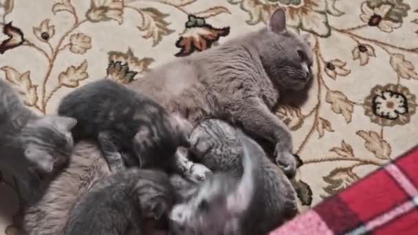Νοσηλευτική Γάτα Που Ταΐζει Μικρά Γατάκια Ενός Μήνα Στο Χαλί — Αρχείο Βίντεο