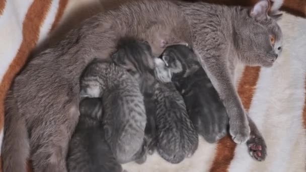 Verpleegster Kat Voeden Pasgeboren Kittens Een Deken Jonge Schattige Tabby — Stockvideo