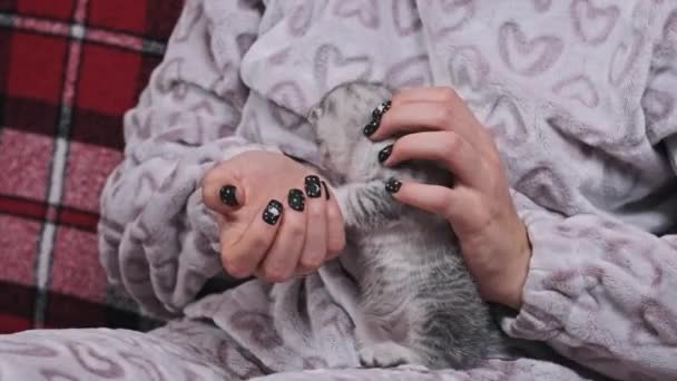 Słodki Kotek Zagiętymi Uszami Kobiecych Rękach Bliska Młoda Dziewczyna Siedzi — Wideo stockowe