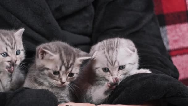 Wiele Cute Kotki Śmieszne Siedzieć Razem Gra Kobiecych Rękach Zbliżenie — Wideo stockowe