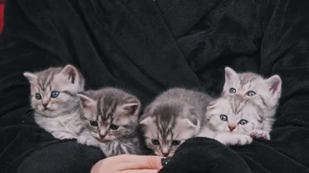 五只可爱的小猫手牵着手坐在一起 看看四周 在一个舒适的房间里 有很多皱巴巴的 尖尖尖的胖嘟嘟的小猫 慢动作苏格兰长毛直发品种 — 图库视频影像