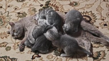 Emziren kedi, bir aylık yavru kediyi evde halıda besliyor. Aile içi safkan İskoç grevi. Yumuşak tüylü yavru tekir kediler annelerinin sütünü içerler. Güzel atmosfer
