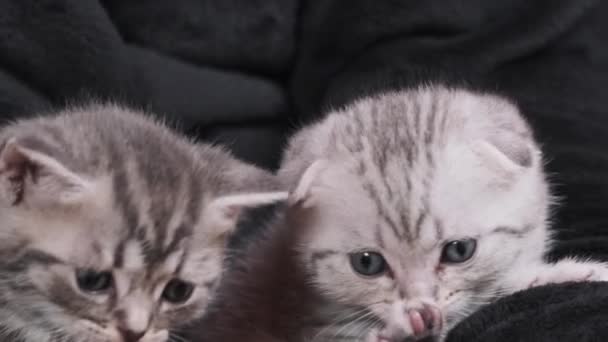 Close Banyak Kucing Lucu Duduk Bersama Dan Bermain Tangan Perempuan — Stok Video