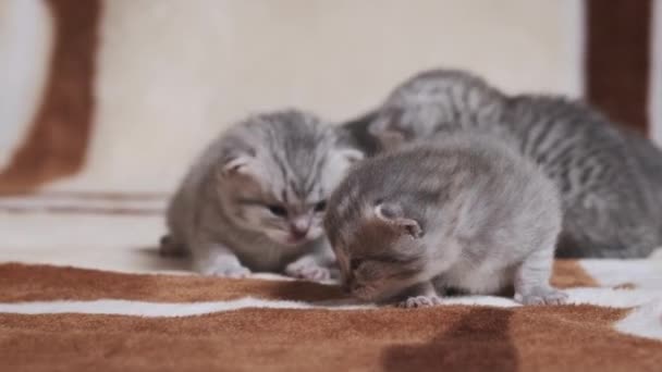 Новорожденные Тэбби Котята Пушистым Мехом Ползают Мяукают Одеяле Крупным Планом — стоковое видео