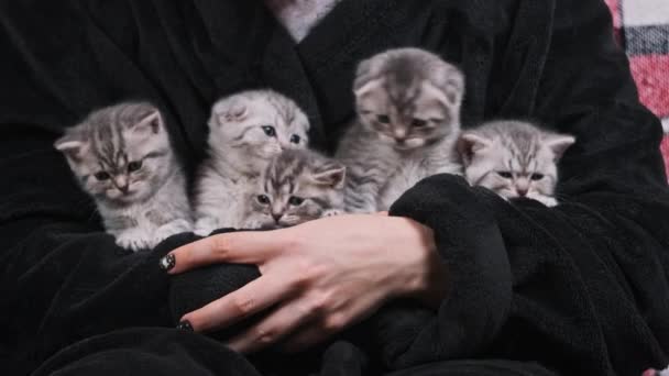 Cinco Gatinhos Bonitos Sentados Juntos Mãos Femininas Olhar Engraçado Redor — Vídeo de Stock
