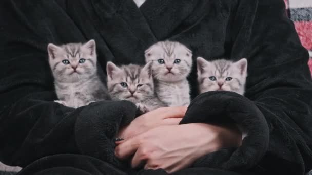 Čtyři Roztomilá Koťátka Sedí Spolu Ženských Rukách Divně Rozhlížejí Malá — Stock video