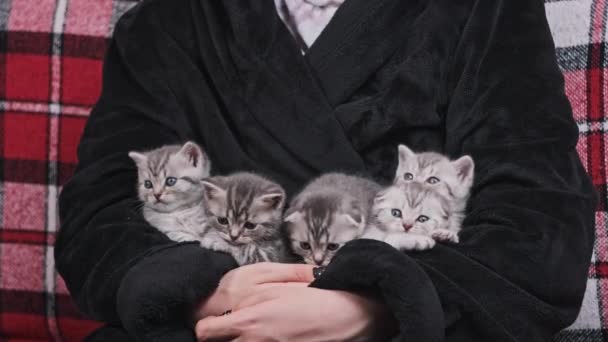 Cztery Słodkie Kociaki Siedzieć Razem Kobiecych Rękach Rozejrzeć Się Śmieszne — Wideo stockowe