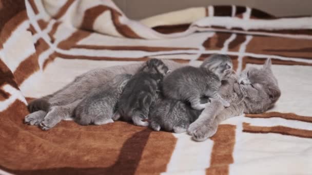 Nursing Cat Feeding Newborn Kittens Blanket Young Cute Tabby Kittens — Stock Video