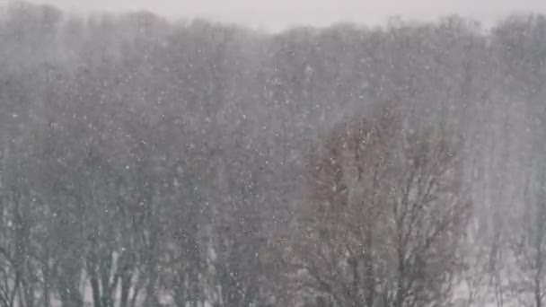 Zimowe Tło Opadów Śniegu Slow Motion Zimowy Krajobraz Opadającymi Płatkami — Wideo stockowe