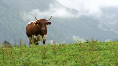Alp Dağları arka planda bir dağ mera üzerinde ineklerin otlatmak. Bulutların üzerinde yüksek bir dağ çayır üzerinde gri ve beyaz inek otlatmak.