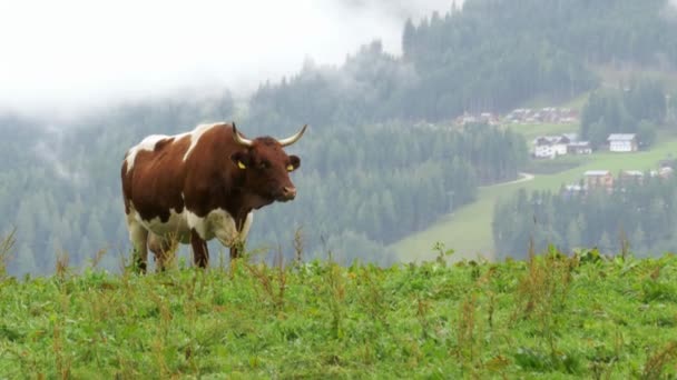Αγελάδες Βόσκουν Ένα Λιβάδι Στο Βουνό Στο Παρασκήνιο Της Οροσειράς — Αρχείο Βίντεο