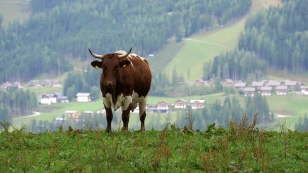 Krowy Pasą Się Pastwiskach Górskich Tle Alpejskich Gór Szary Biały — Wideo stockowe