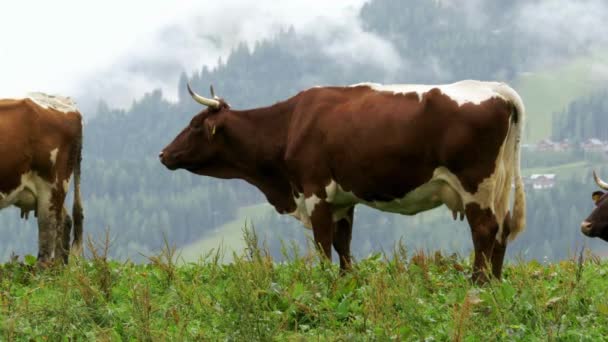 在高山山的背景下 奶牛在山上放牧 灰白色的母牛在高高的云层上的高山草甸上放牧 — 图库视频影像
