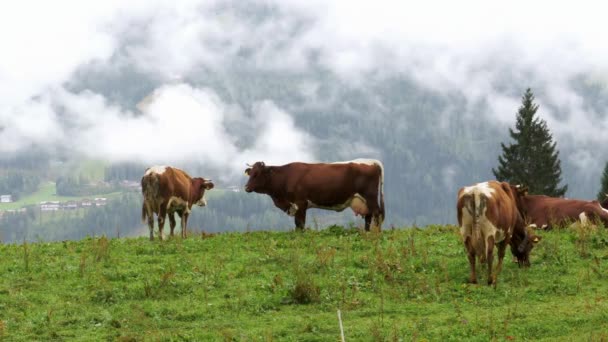 Mucche Pascolano Pascolo Montagna Sullo Sfondo Delle Montagne Alpine Mucche — Video Stock