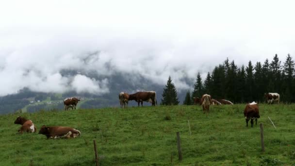 アルプス山脈を背景に山の牧草地に牛を放牧します 雲の上に高山の牧草地にグレーと白の牛放牧します — ストック動画