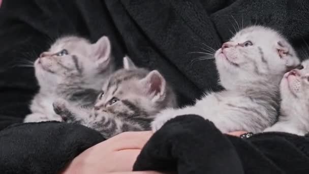 Quatro Gatinhos Bonitos Sentados Juntos Engraçado Vira Cabeças Esquerda Direita — Vídeo de Stock
