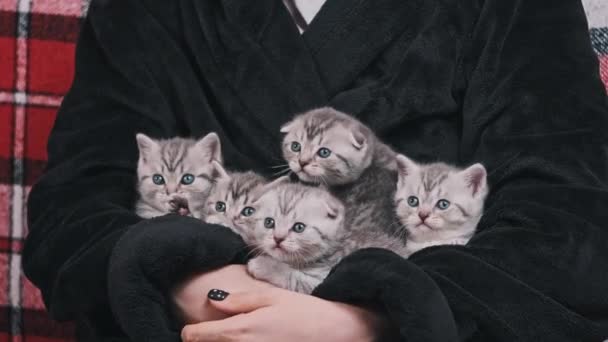 Quatro Gatinhos Bonitos Juntos Olhar Engraçado Mesmo Tempo Mãos Femininas — Vídeo de Stock