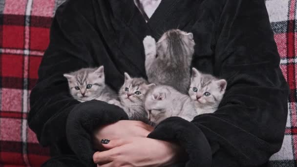 五只可爱的小猫坐在一起 有趣地同时左右转弯 许多小猫坐在女人们的手里环顾四周 躺在舒适的房间内的女人抱着皱巴巴的 尖尖尖尖的小猫咪 — 图库视频影像