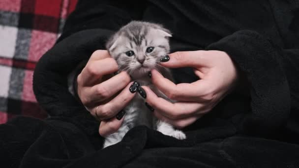 Female Hands Hold Stroke Cute Kitten Cutely Looks Directly Camera — Stock Video