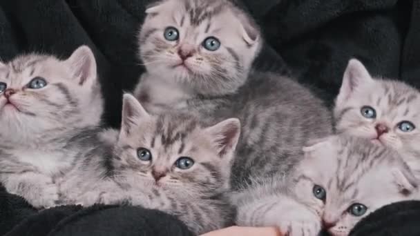 Cinco Gatinhos Bonitos Juntos Olhar Engraçado Mesmo Tempo Mãos Femininas — Vídeo de Stock