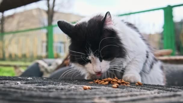 Χνουδωτή Αδέσποτη Γάτα Υποκλίνεται Από Κεφάλι Μέχρι Λαιμό Διάσπαρτα Τρόφιμα — Αρχείο Βίντεο