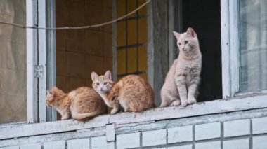 Bir kremalı ve iki zencefilli üç kedi, farklı seviyelerde tetikte ve merak gösteriyorlar. Sokak kedisi ağır çekimde dışarıda. Terk edilmiş evsiz hayvanlar..
