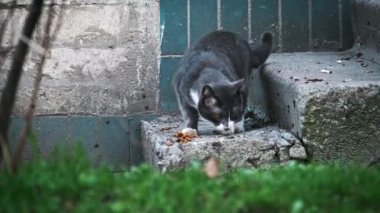 Gri ve beyaz bir kedi beton bir verandada kuru yiyecekler yer, ön planda biraz yeşillik vardır. Sokak kedisi ağır çekimde dışarıda. Terk edilmiş evsiz hayvanlar..